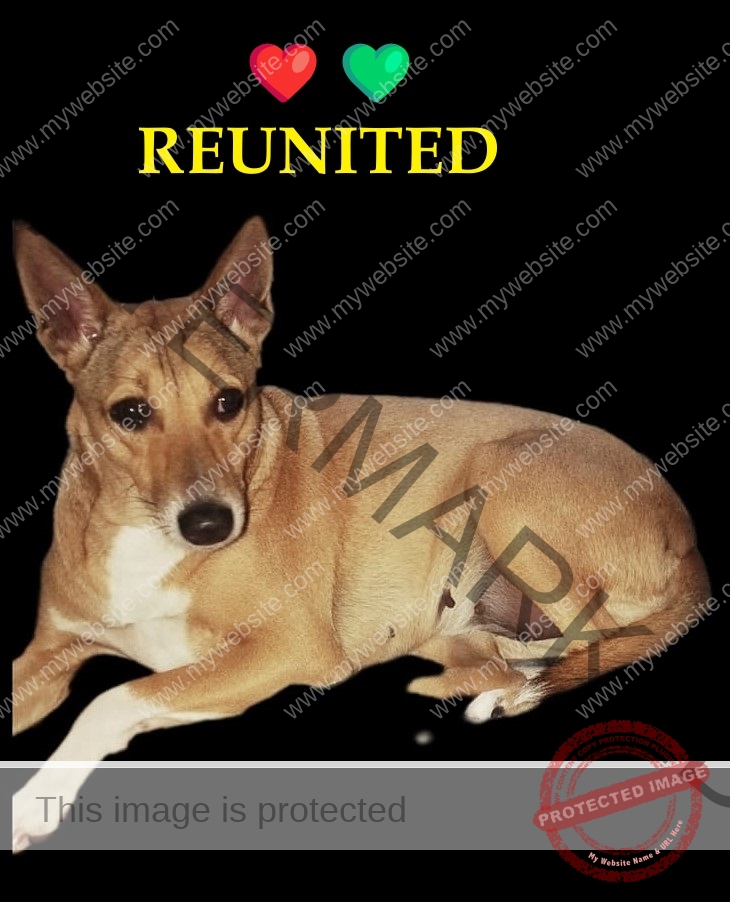 Missing dog Lado_Reunited_Lucknow