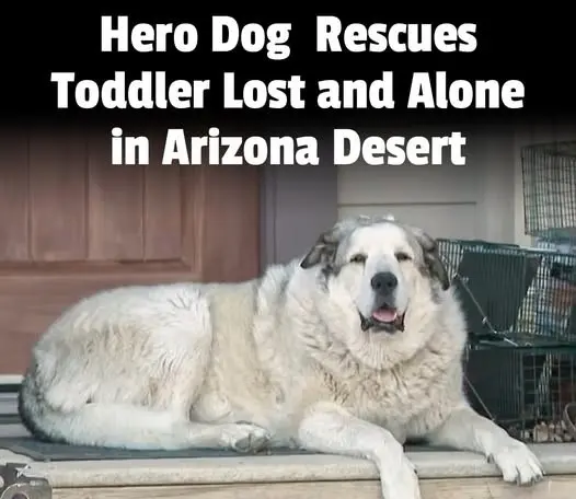 Dog Buford Rescued Toddler After 16 Hours in Arizona Cold Desert