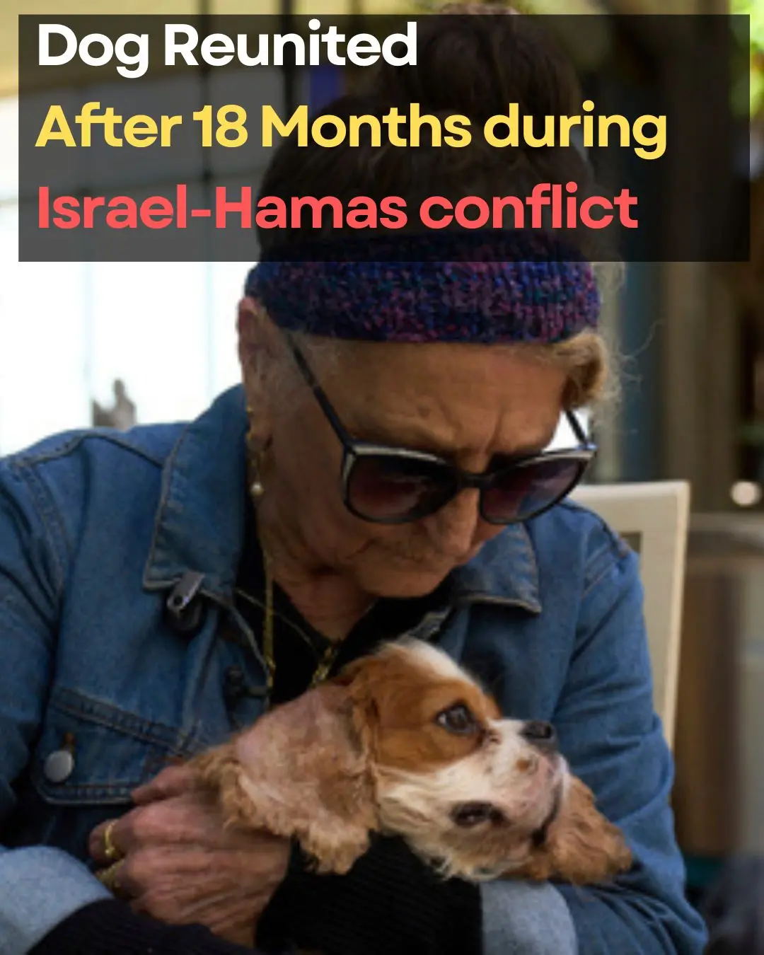 Dog Reunited After 18 Months During Israel-Hamas Conflict