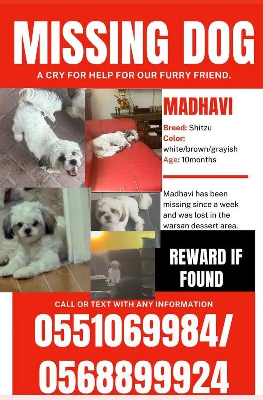 Madhavi, A Shih Tzu Dog Missing in Pune
